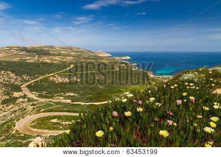 Flowers, Maquis And La Revellata Lighthouse In Corsica