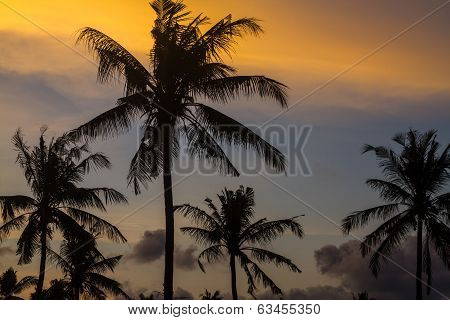 Palm Trees At Sunset Time.