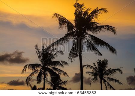 Palm Trees At Sunset Time.