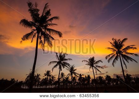 Palm Trees At Sunset Time.
