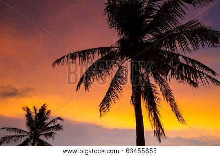 Palm Trees At Sunset Time.