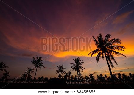 Palm Trees At Sunset Time.