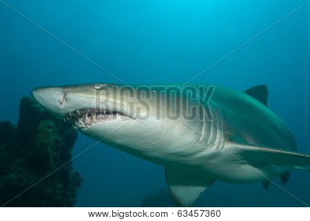 A sand tiger shark