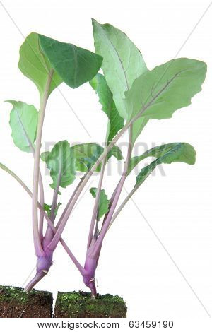 Seedlings Of Kohlrabi