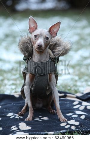 Nice Prague Ratter With Dog Clothes In Winter