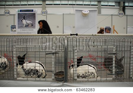 Rabbits Pens