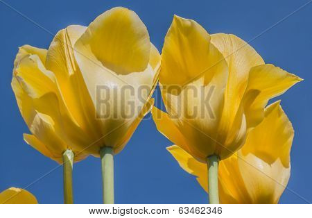 Yellow Tulips Againt A Blue Sky