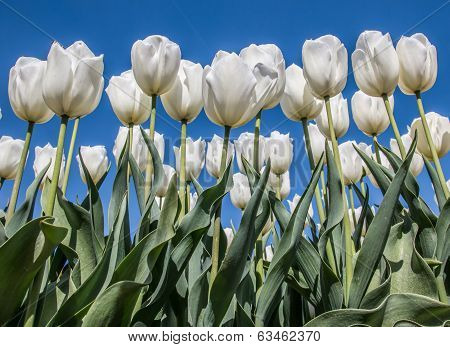 Group Of White Tulips Against A Blue Sky