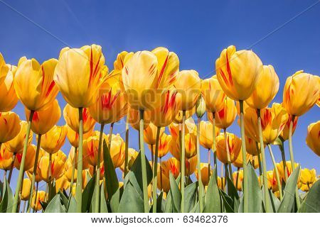 Red And Yellow Tulips Against A Blue Sky