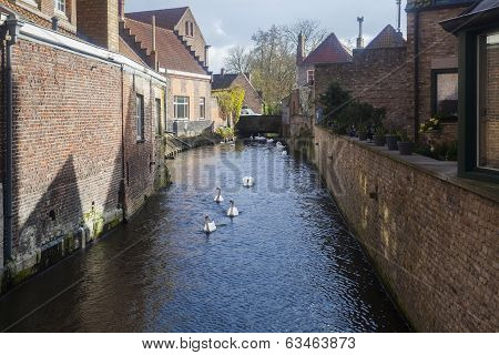 Swans On Waterways, Bruges, Belgium