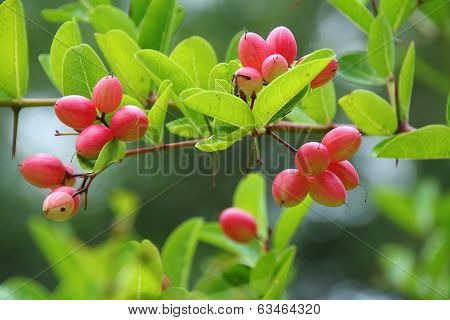 Fruit
