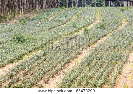 Field Of Pineapple Plant - Tropical Fruit