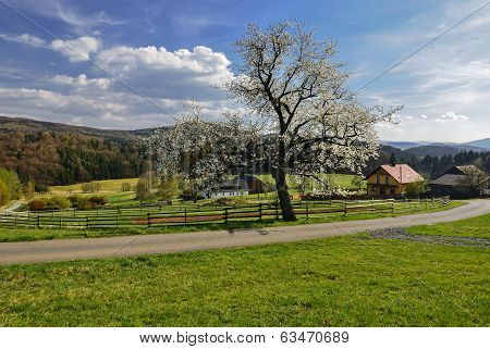 Spring in the Czech countryside