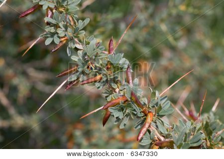 Cespugli spinosi di Acacia
