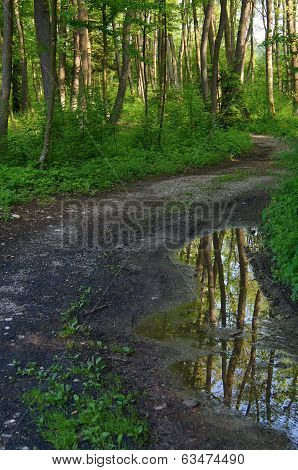 Reflections on a cart track