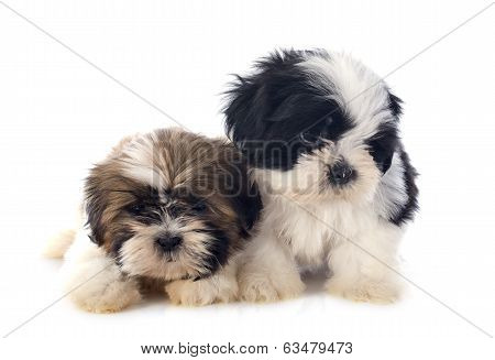 Puppies Shitzu