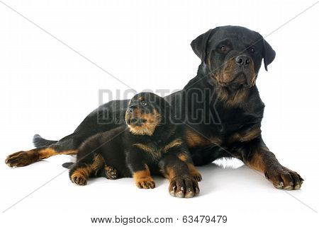 Puppy And Adult Rottweiler