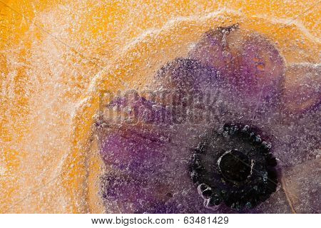 Frozen Flowers