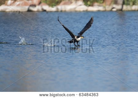 White Breasted Cormorant Take Off From Dam To Hunt