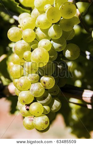 Grapes In Australian Vineyard, Victoria