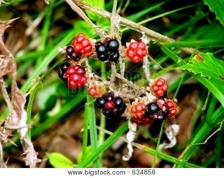 Fruit Of The Forest