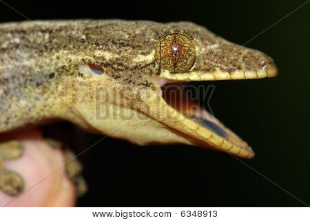 Amazon Gekko (Thecadatylus rapicauda)