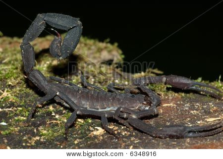 Amazon Black Scorpion (tizio sp.)