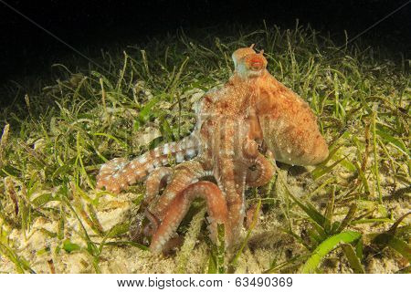 Whitespotted Octopus hunting at night