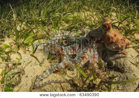 Whitespotted Octopus hunting on seagrass