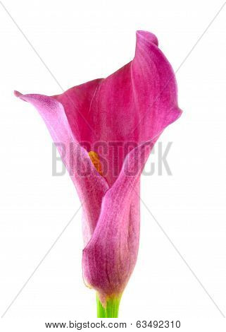 calla