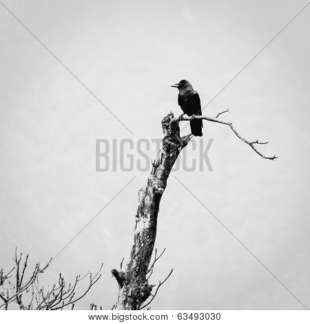 A crow bird on a dead tree, black and white