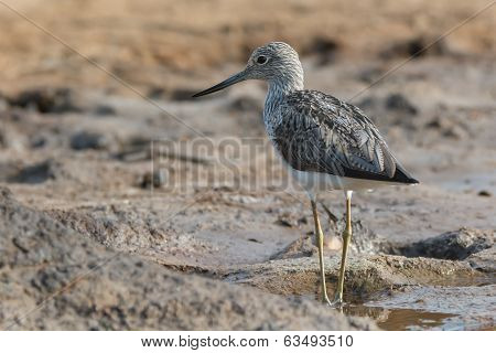 Common Greenshank (tringa Nebularia) On Wet Mud Flats