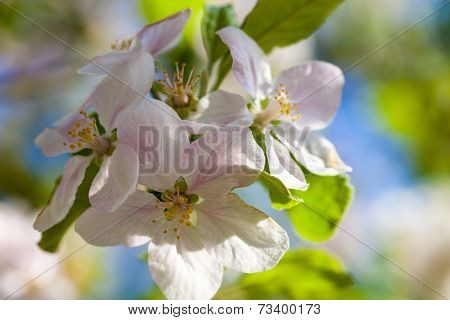 Close Up Of The Apple Tree Flowers