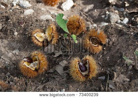 Ripe Chestnut