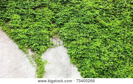 Old Concrete Wall Covered With The Green Ivy