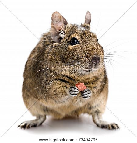 Degu