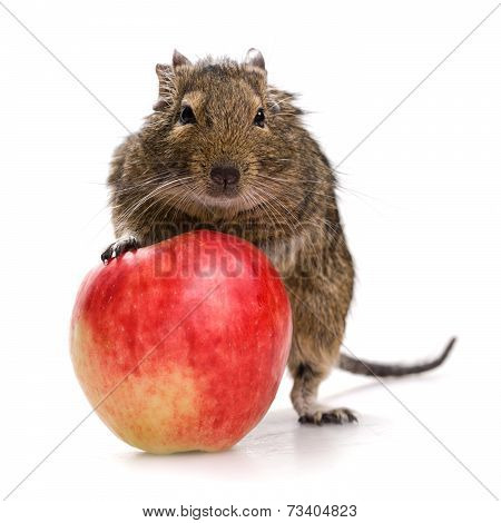 Degu