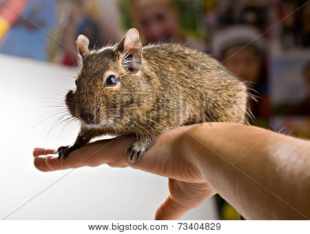 Degu On Hand
