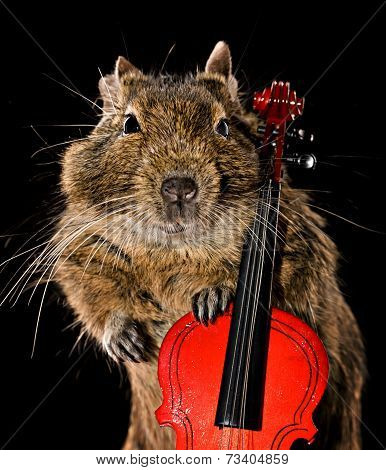 Musical Degu