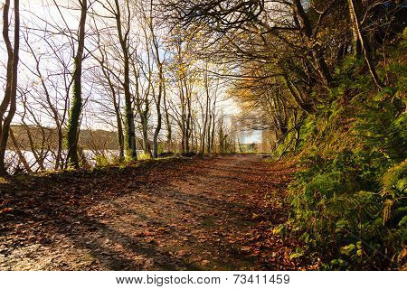 Autumn Pathway. Landscape With The Autumnal Forest.