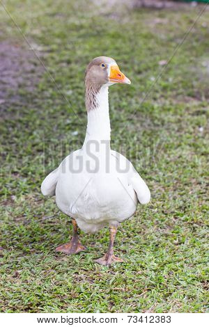 Pomeranian Goose (pommerest Gans).