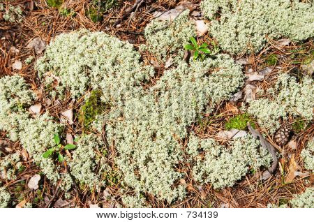 Moss