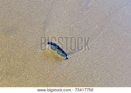 By-the-wind Sailor Stuck In Sand