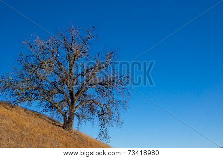 Oak With Ad Space