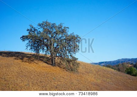 Hillside Oak