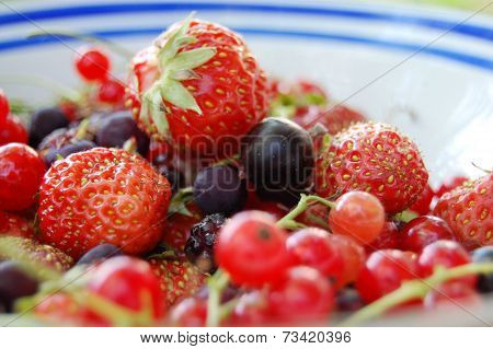 berries