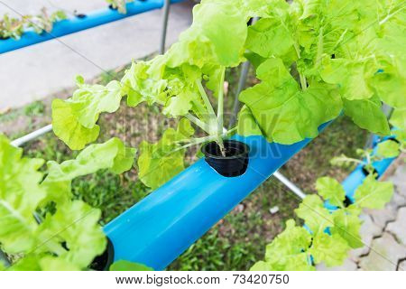 Hydroponic Vegetable