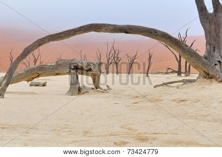 Tree Skeletons, Deadvlei, Namibia