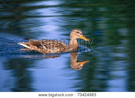 Wild Duck
