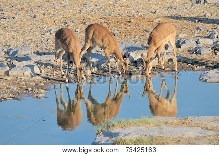Young Impalas Drinking